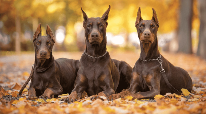 If fou were down and needed an instant boost up, which one would you pick... a big and burly doberman or a big and hairy dönerman?