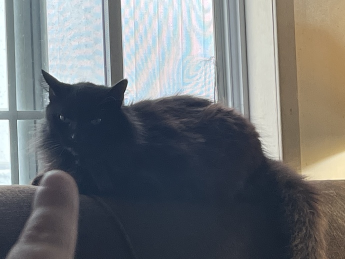 What do you think my cat is thinking in this pic?