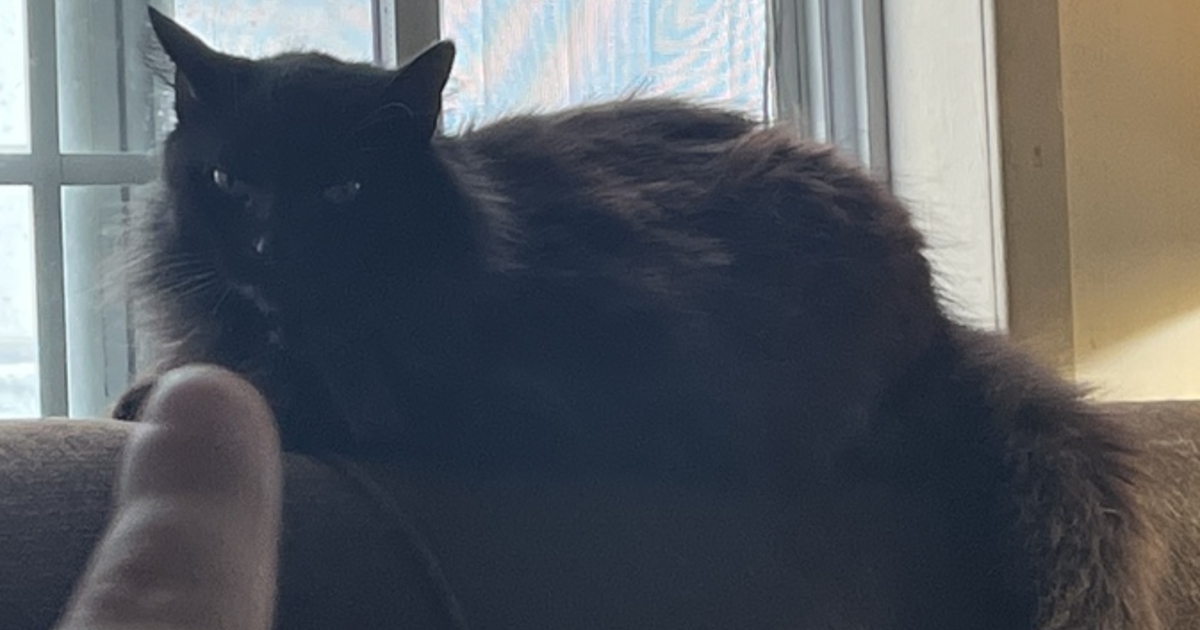 What do you think my cat is thinking in this pic? - GirlsAskGuys