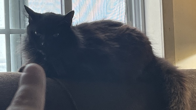 What do you think my cat is thinking in this pic?