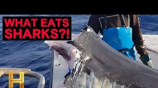 Do you believe such things like the megalodon may still exist, what when we know almost nothing about the ocean?