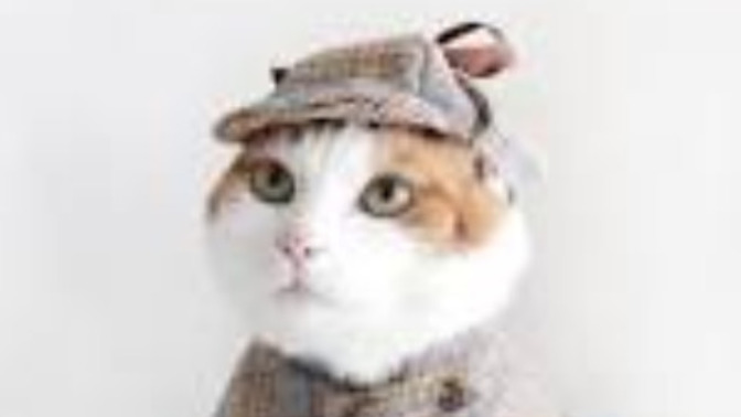 My cat solves mysteries around the neighborhood. Is that normal?