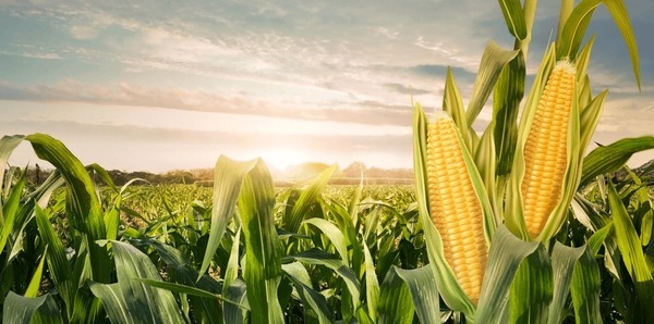 My boyfriend saves pictures half n4ked women on ig and watches a lot of corn?