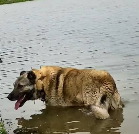 Is Kangal the strongest dog in the world?