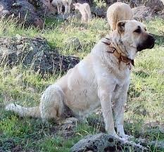 Is Kangal the strongest dog in the world?