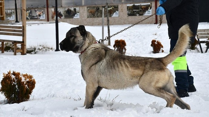 Is Kangal the strongest dog in the world?