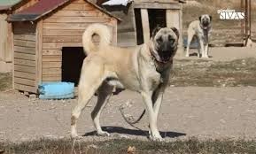 Is Kangal the strongest dog in the world?