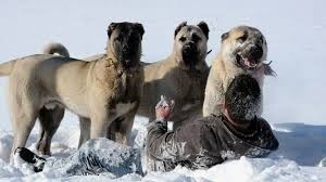 Is Kangal the strongest dog in the world?