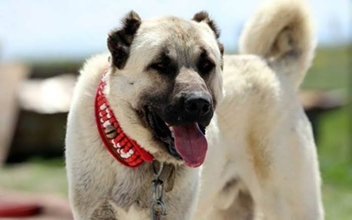 Is Kangal the strongest dog in the world?