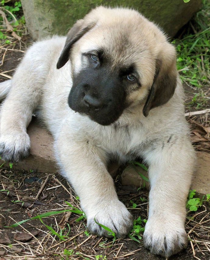 Is Kangal the strongest dog in the world?