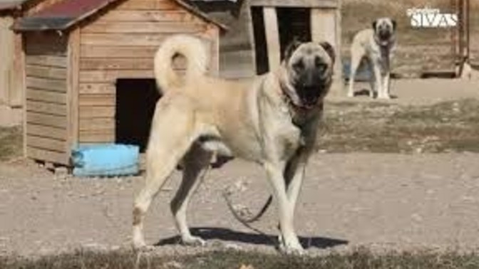 Is Kangal the strongest dog in the world?