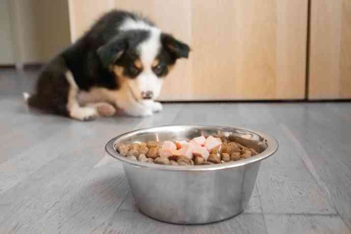 Have you ever tried dog food before?