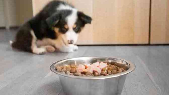 Have you ever tried dog food before?