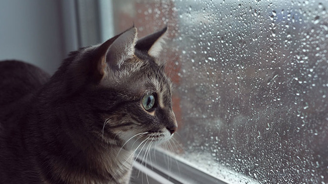 Anyone elses pets act like the rain is somehow YOUR fault?
