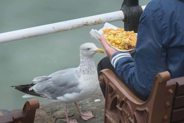 If animals could talk, which species do you think would be the most annoying?