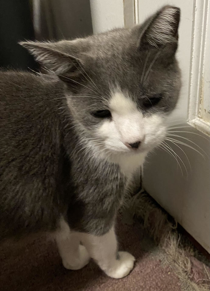 If you could have a one-time-only 15 minute conversation with your cat or dog, what would you talk about?