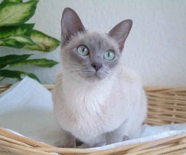 If you could have a one-time-only 15 minute conversation with your cat or dog, what would you talk about?