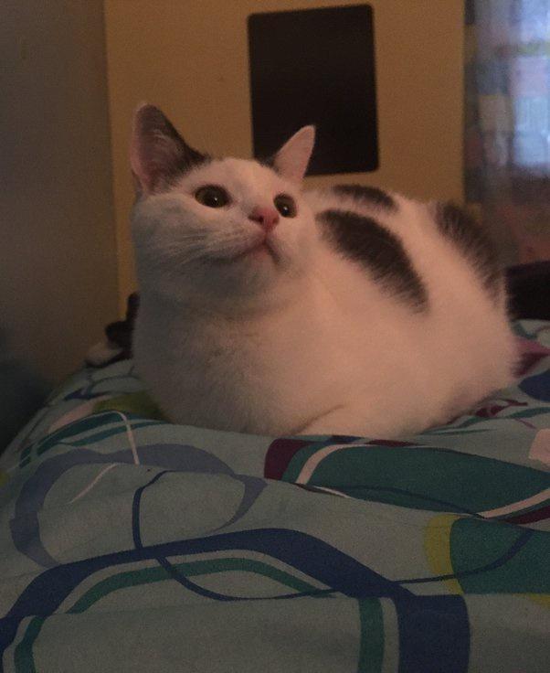 If you could have a one-time-only 15 minute conversation with your cat or dog, what would you talk about?