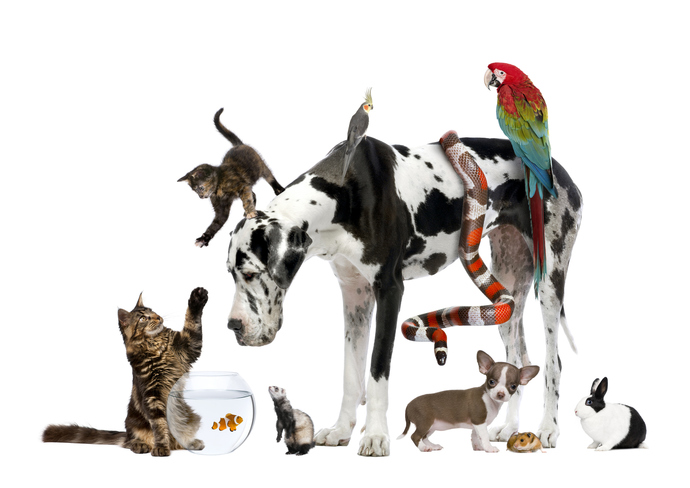 Do you have a pet or plan on getting one? If so what kind?