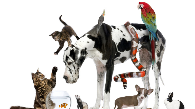 Do you have a pet or plan on getting one? If so what kind?