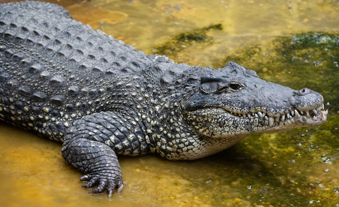 As For A Crocodile Do You Think It Can Or Cannot Stick Its Tongue Out