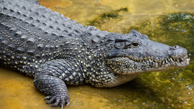 As For A Crocodile Do You Think It Can Or Cannot Stick Its Tongue Out?