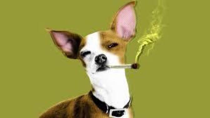 If it was proven to extend your pets life would you give them marijuana?