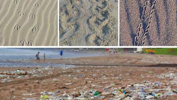 Which of these things do you not want to see on a pristine beach?