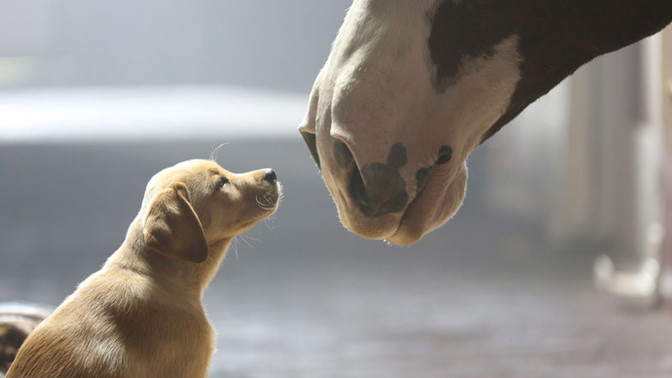 What was you favorite Super Bowl commercial?