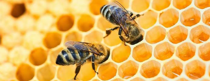 Did you know that bees inform their friends about good flowers nearby by dancing?