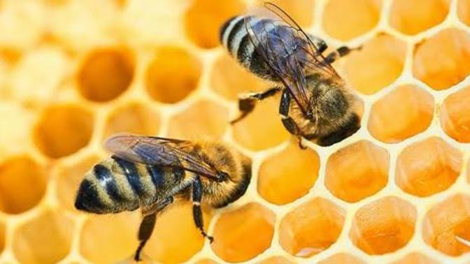 Did you know that bees inform their friends about good flowers nearby by dancing?