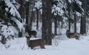 Heading north to a site to conduct deer wintering surveys.