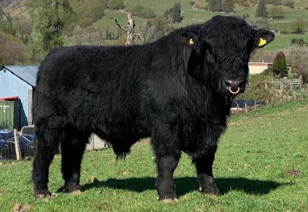 What cow looks the most delicious?