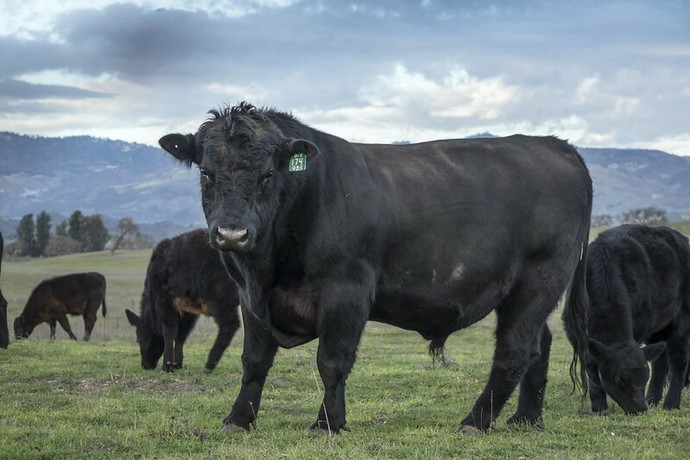 What cow looks the most delicious?