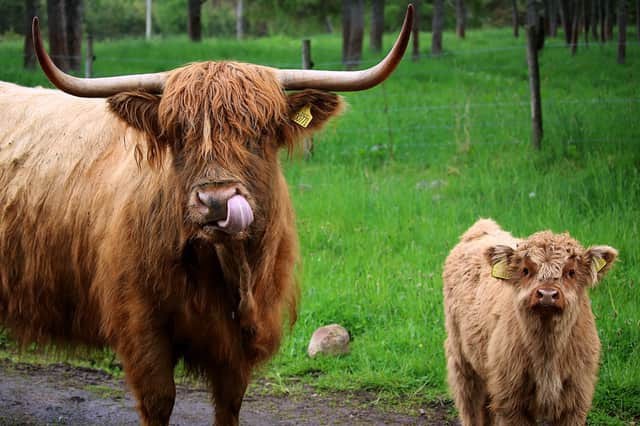 What cow looks the most delicious?