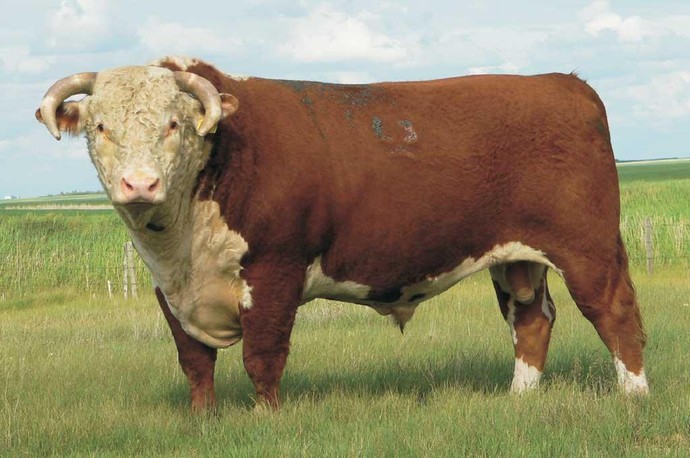 What cow looks the most delicious?