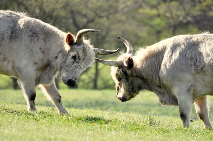 What cow looks the most delicious?