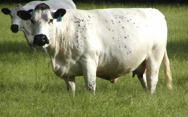 What cow looks the most delicious?