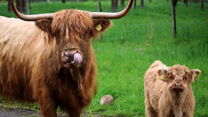 What cow looks the most delicious?