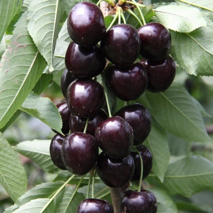 If you want can you please name a healthy snack that you really like?