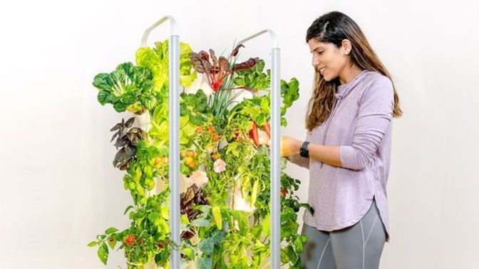 Has anyone had an indoor garden?