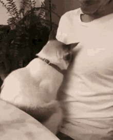 Do you have a jealous pet? How do you prevent your pet from being jealous of your partner or new pet?