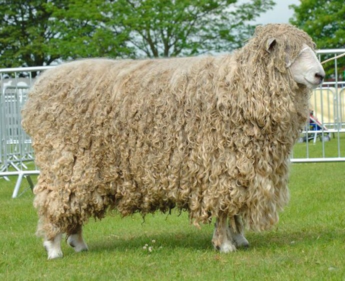 Which sheep looks the most delicious?