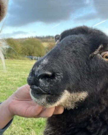 Which sheep looks the most delicious?