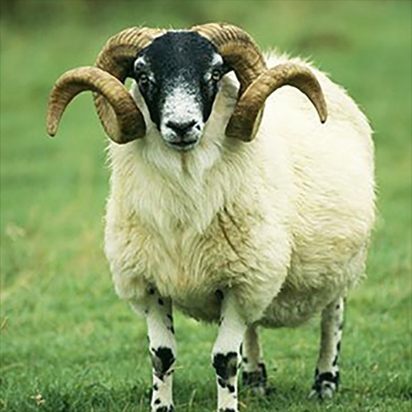 Which sheep looks the most delicious?