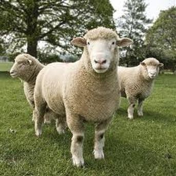 Which sheep looks the most delicious?