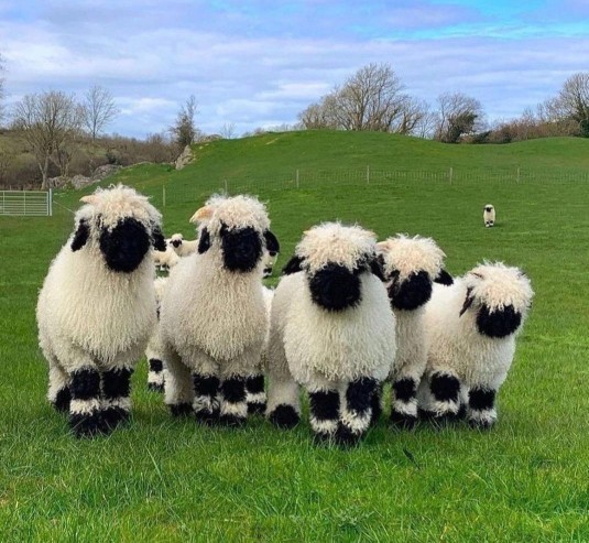 Which sheep looks the most delicious?