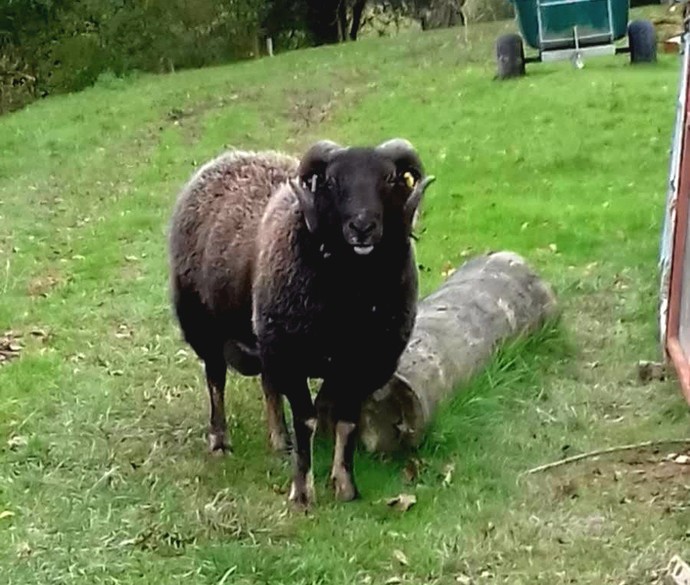 Which sheep looks the most delicious?