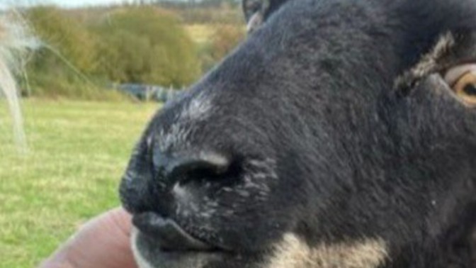 Which sheep looks the most delicious?