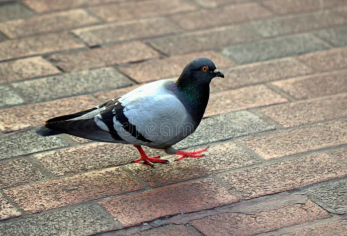 What FOWL is the TASTIEST?